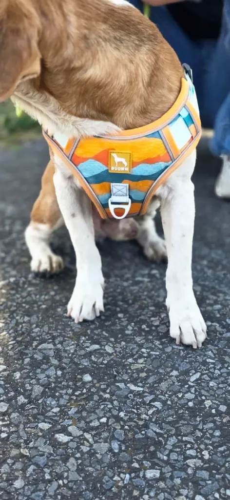 Arnés Antitirones con Detalles Reflectivos para Perro(2).webp