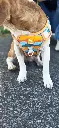 Arnés Antitirones con Detalles Reflectivos para Perro(2).webp