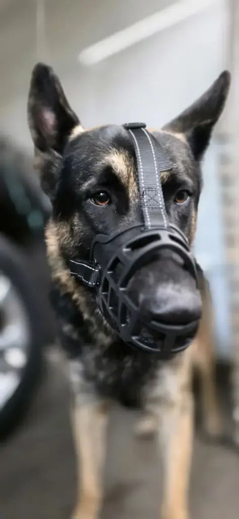 Bozal Para Perro