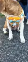 Arnés Antitirones Camuflaje con Detalles Reflectivos para Perro
